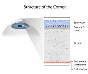 Cornea (Hornhaut) Strukturen (englisch)
